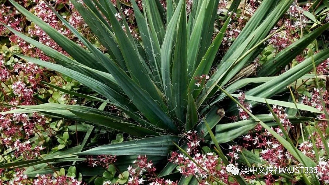 澳洲华人注意！后院常见植物竟能致人“残疾”！这些隐形“杀手”，自家花园最好别种！（组图） - 5