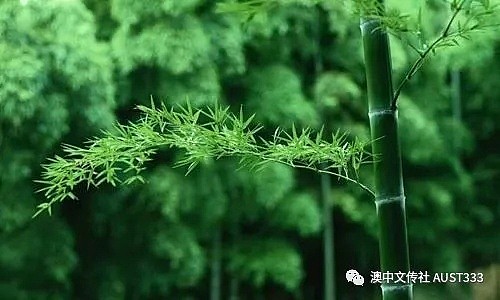 澳洲华人注意！后院常见植物竟能致人“残疾”！这些隐形“杀手”，自家花园最好别种！（组图） - 9