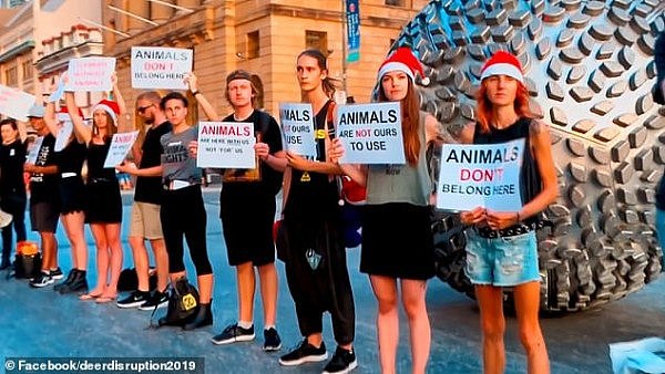 “用不着驯鹿，圣诞照样精彩！”澳街头动物保护者吁，停止“剥削”动物行为（视频/组图） - 1