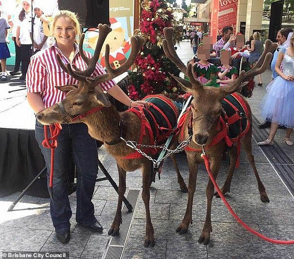 “用不着驯鹿，圣诞照样精彩！”澳街头动物保护者吁，停止“剥削”动物行为（视频/组图） - 2