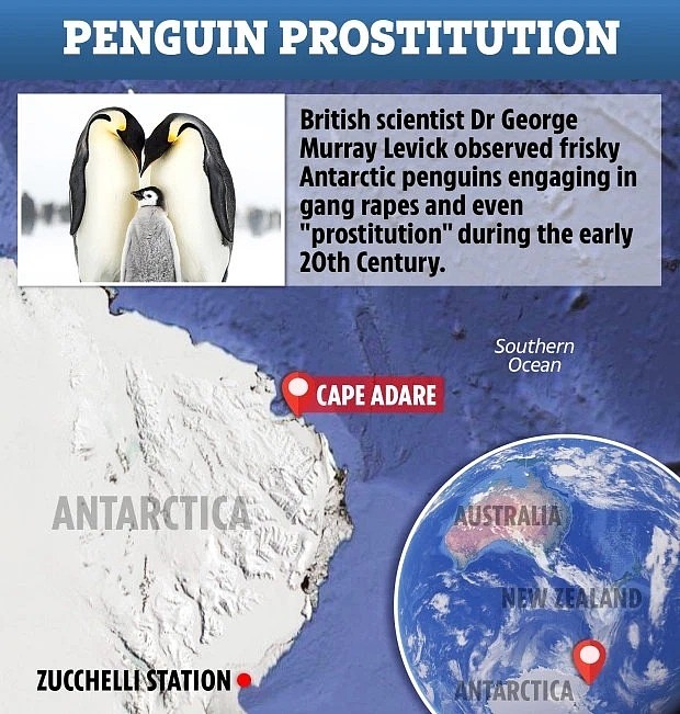 企鹅私生活太乱 科学家被迫隐瞒研究结果（组图） - 3
