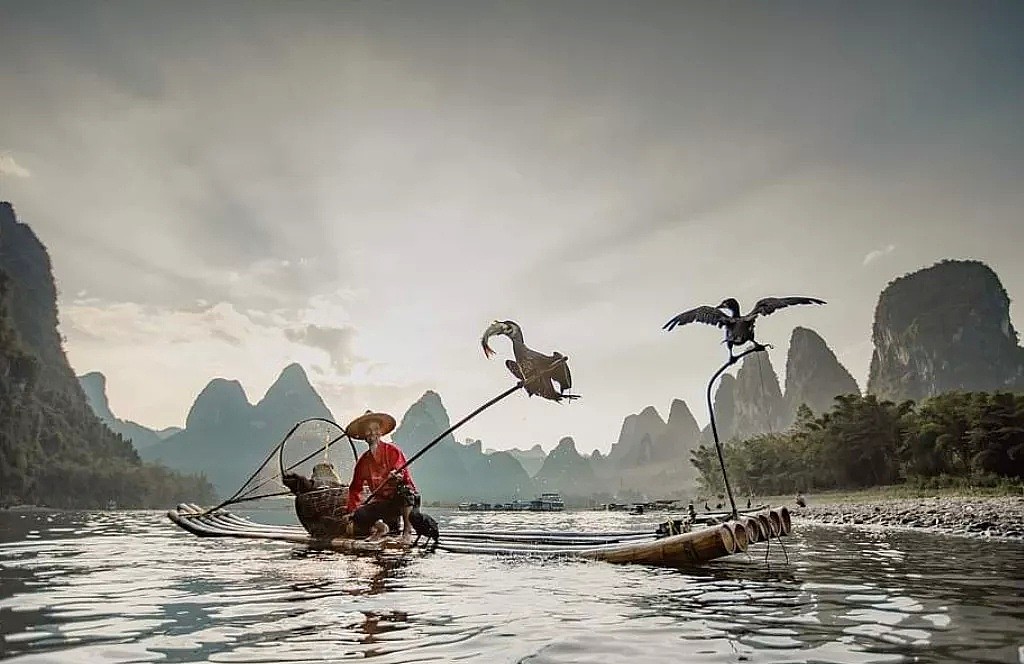 英媒报道中国传承千年的鱼鹰捕鱼技，惊人照片震撼外国人（组图） - 5
