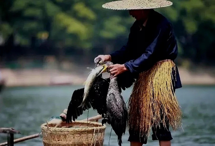 英媒报道中国传承千年的鱼鹰捕鱼技，惊人照片震撼外国人（组图） - 6