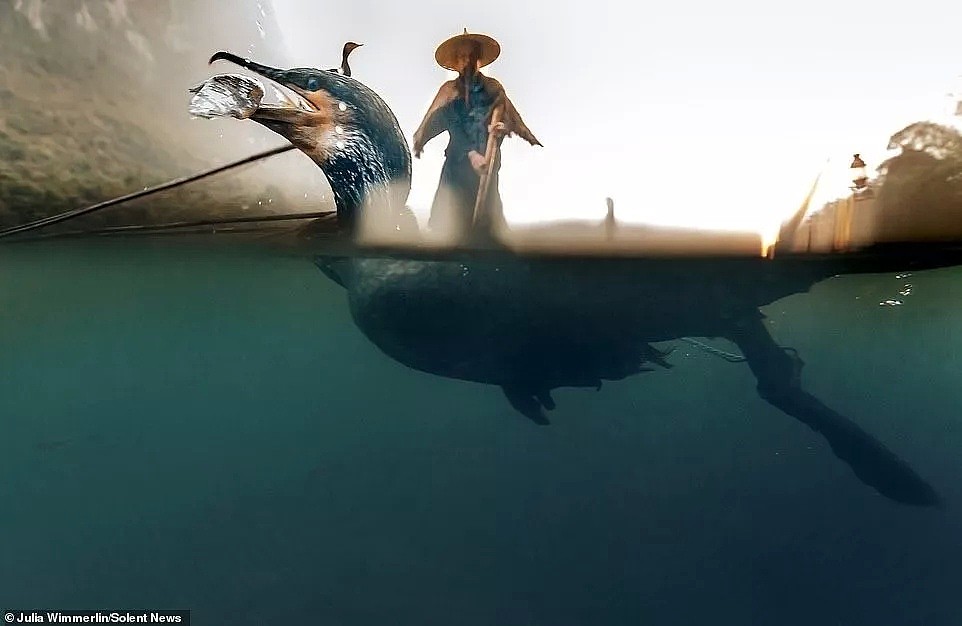 英媒报道中国传承千年的鱼鹰捕鱼技，惊人照片震撼外国人（组图） - 11