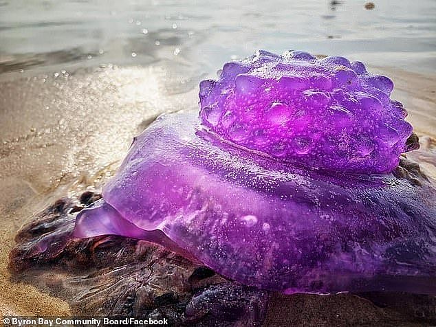 注意！在布村海滩看到这种“紫色水晶“千万别靠近，可能要你命（组图） - 3