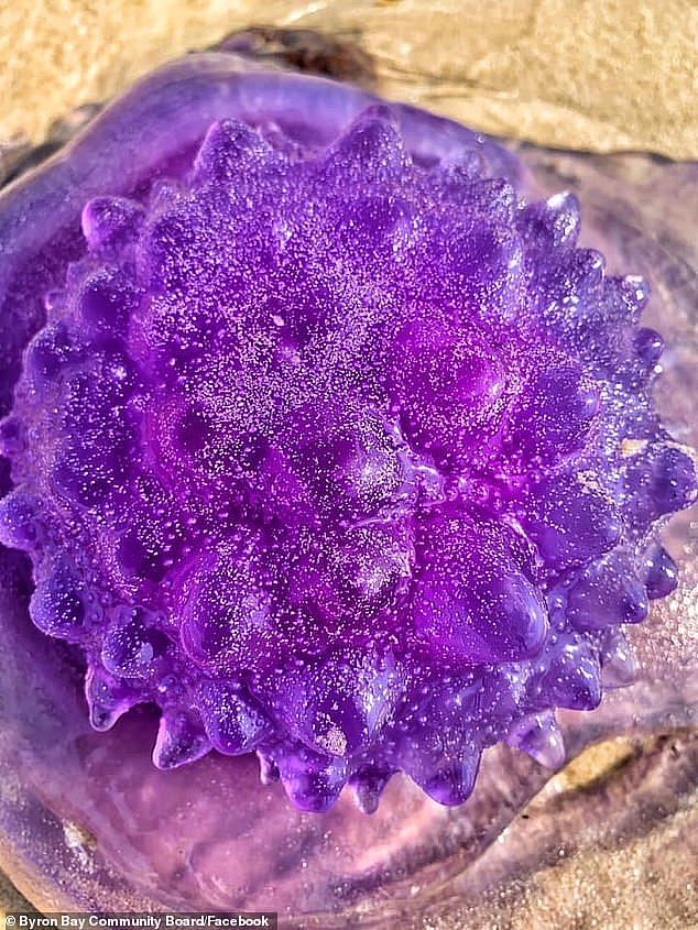 注意！在澳洲海滩看到这种“紫色水晶“千万别靠近，可能要你命（组图） - 4