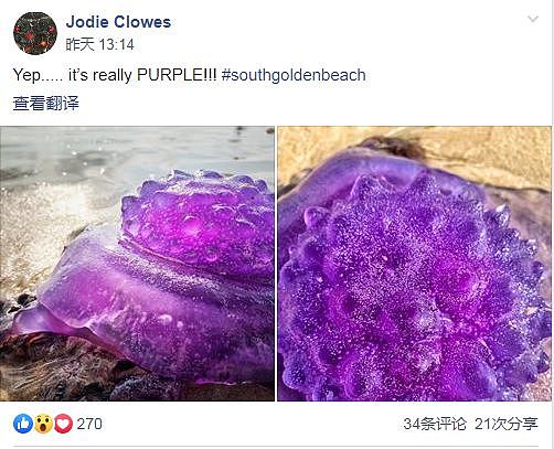 注意！在澳洲海滩看到这种“紫色水晶“千万别靠近，可能要你命（组图） - 5