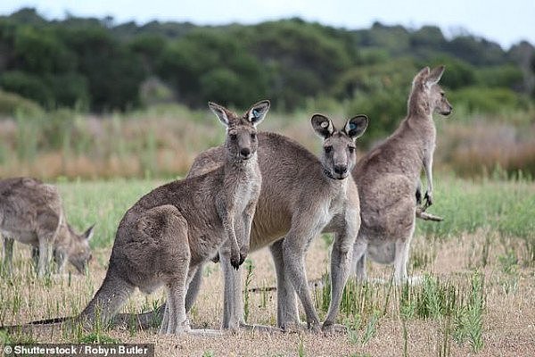 22475146-7812017-According_to_Animals_Australia_1_34_million_kangaroos_were_kille-a-1_1576803401009.jpg,0
