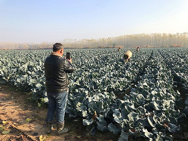 萝卜闹剧：3000余人拔掉120万斤萝卜 老农损失21万