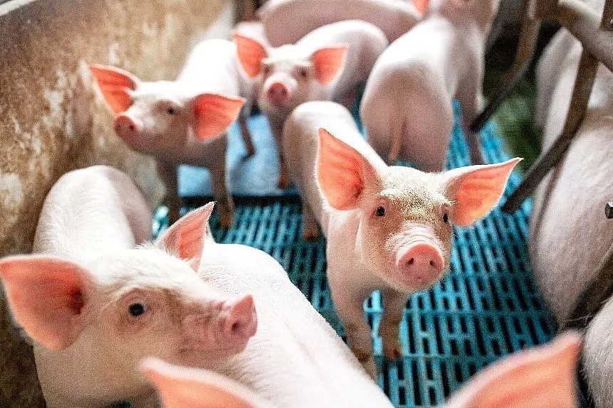 澳洲“黑科技”对猪瘟出手，企业股价3个月涨5倍 - 1
