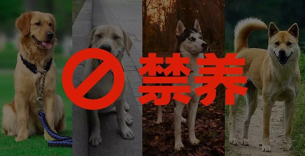 突发！禁养大型犬条例在北京出台，评论区留下了1000条脏话... - 4