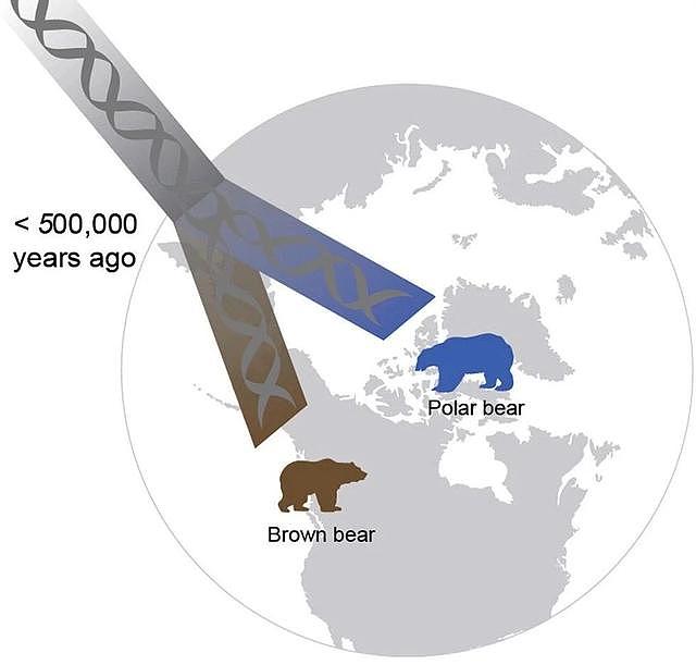 北极熊灭绝还是未知数，但白熊“出轨”棕熊却铁证如山