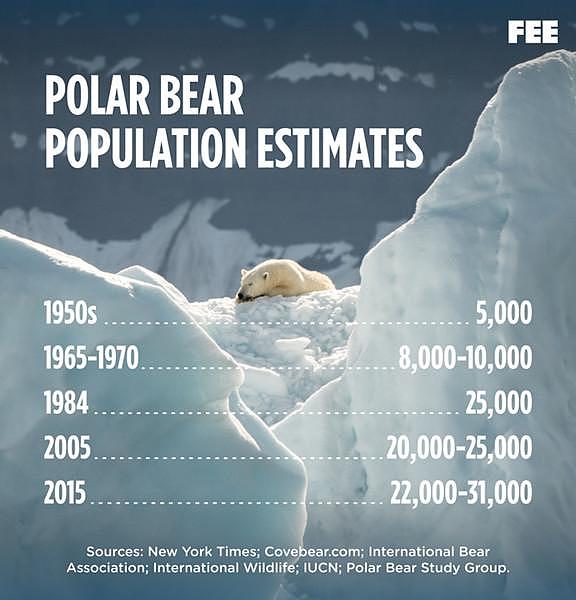 北极熊灭绝还是未知数，但白熊“出轨”棕熊却铁证如山