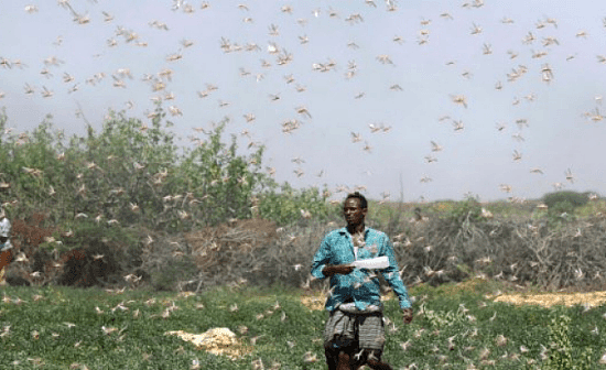 漫天蝗虫 吃不上饭的索马里农民这样做（组图） - 1