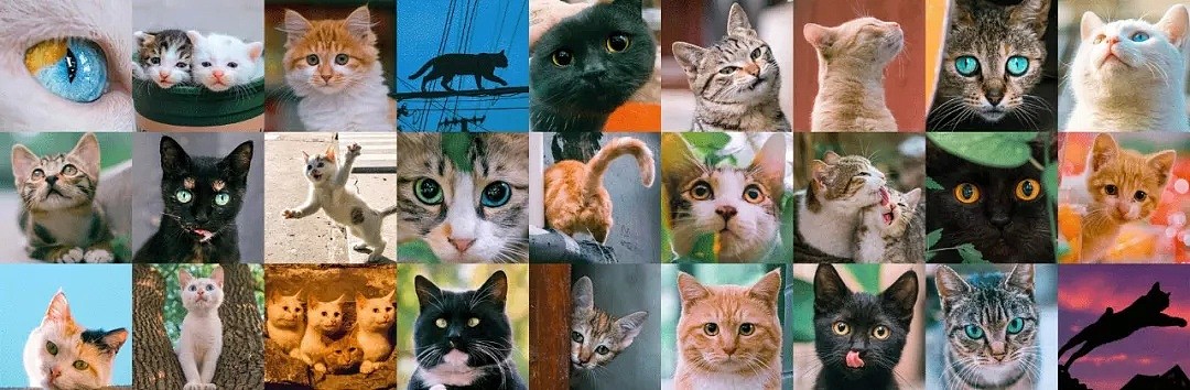 中国拍猫第一人：被央视点赞，走遍全国拍猫6年，拍下4万多张“猫片”，网友：太治愈了！（视频/组图） - 1