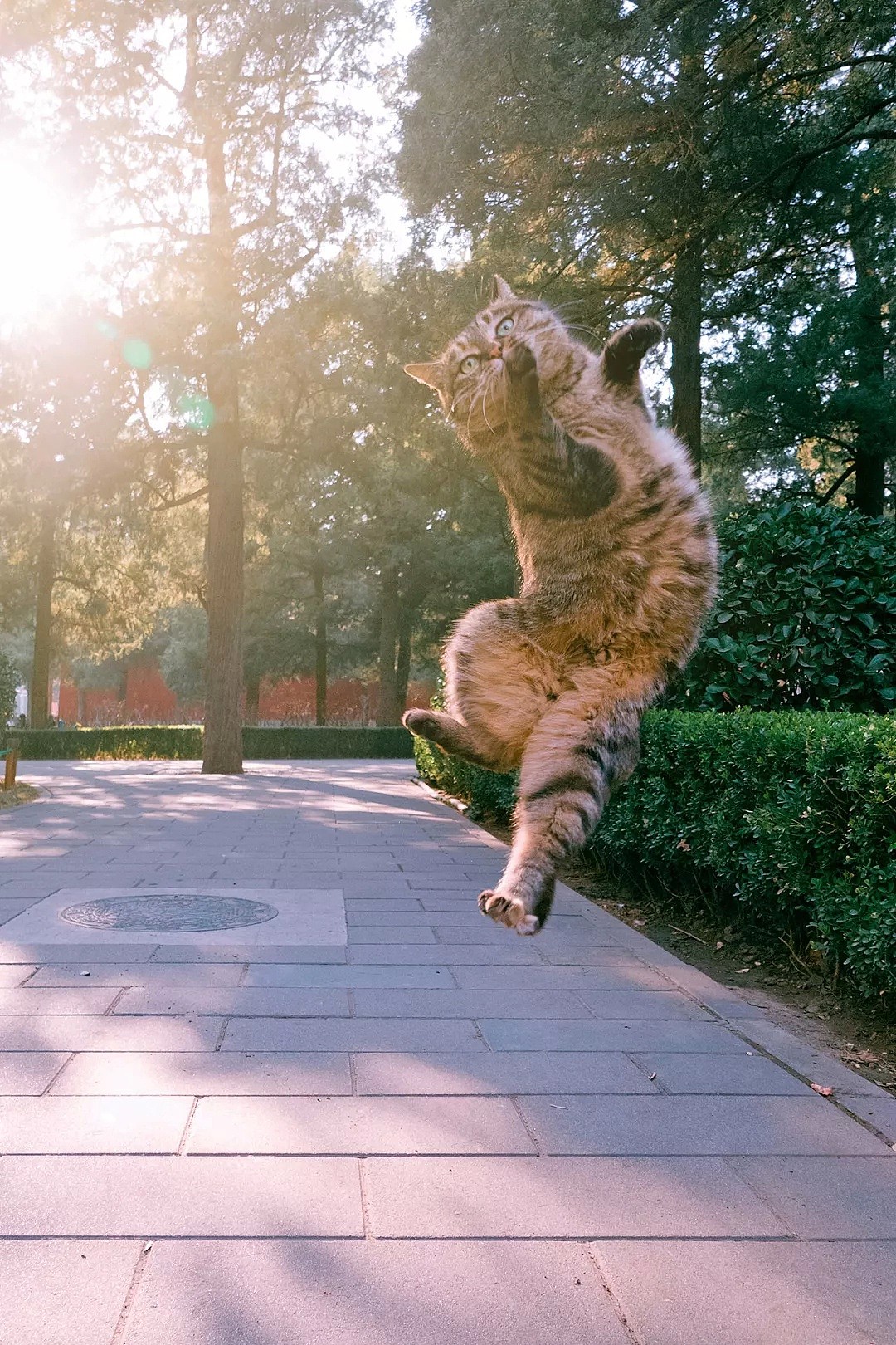 中国拍猫第一人：被央视点赞，走遍全国拍猫6年，拍下4万多张“猫片”，网友：太治愈了！（视频/组图） - 3