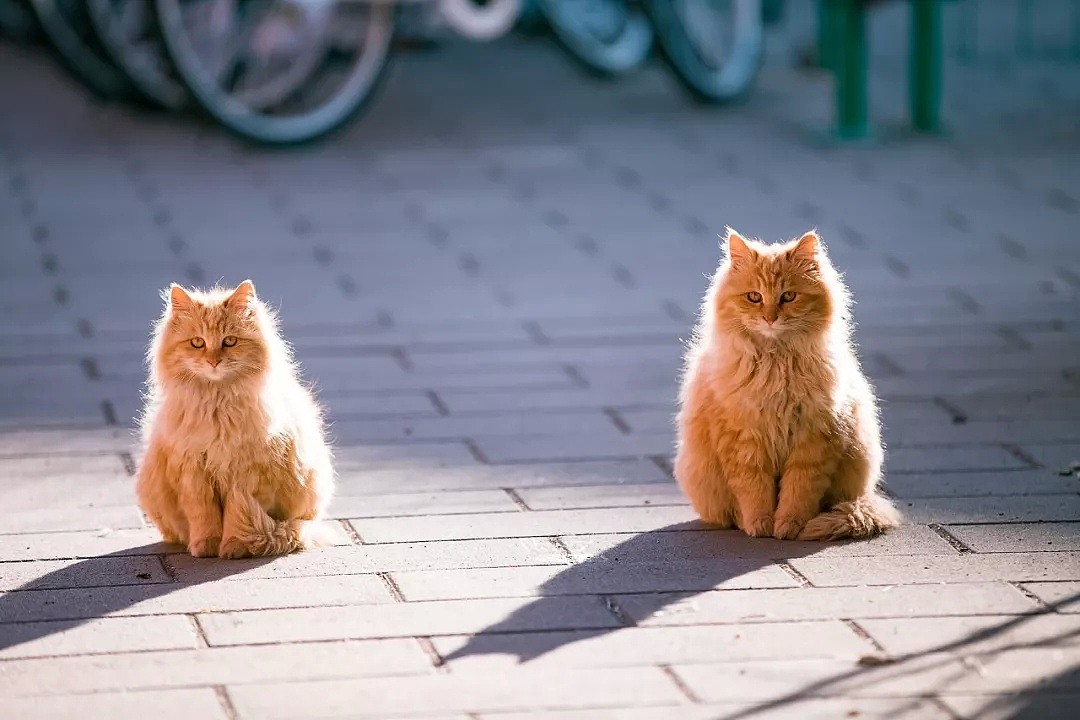 中国拍猫第一人：被央视点赞，走遍全国拍猫6年，拍下4万多张“猫片”，网友：太治愈了！（视频/组图） - 4