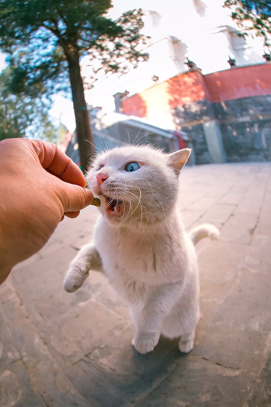 中国拍猫第一人：被央视点赞，走遍全国拍猫6年，拍下4万多张“猫片”，网友：太治愈了！（视频/组图） - 5