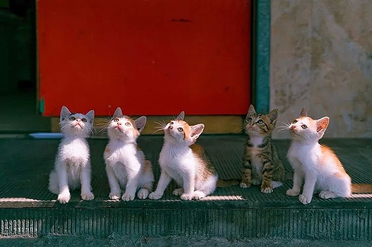 中国拍猫第一人：被央视点赞，走遍全国拍猫6年，拍下4万多张“猫片”，网友：太治愈了！（视频/组图） - 6