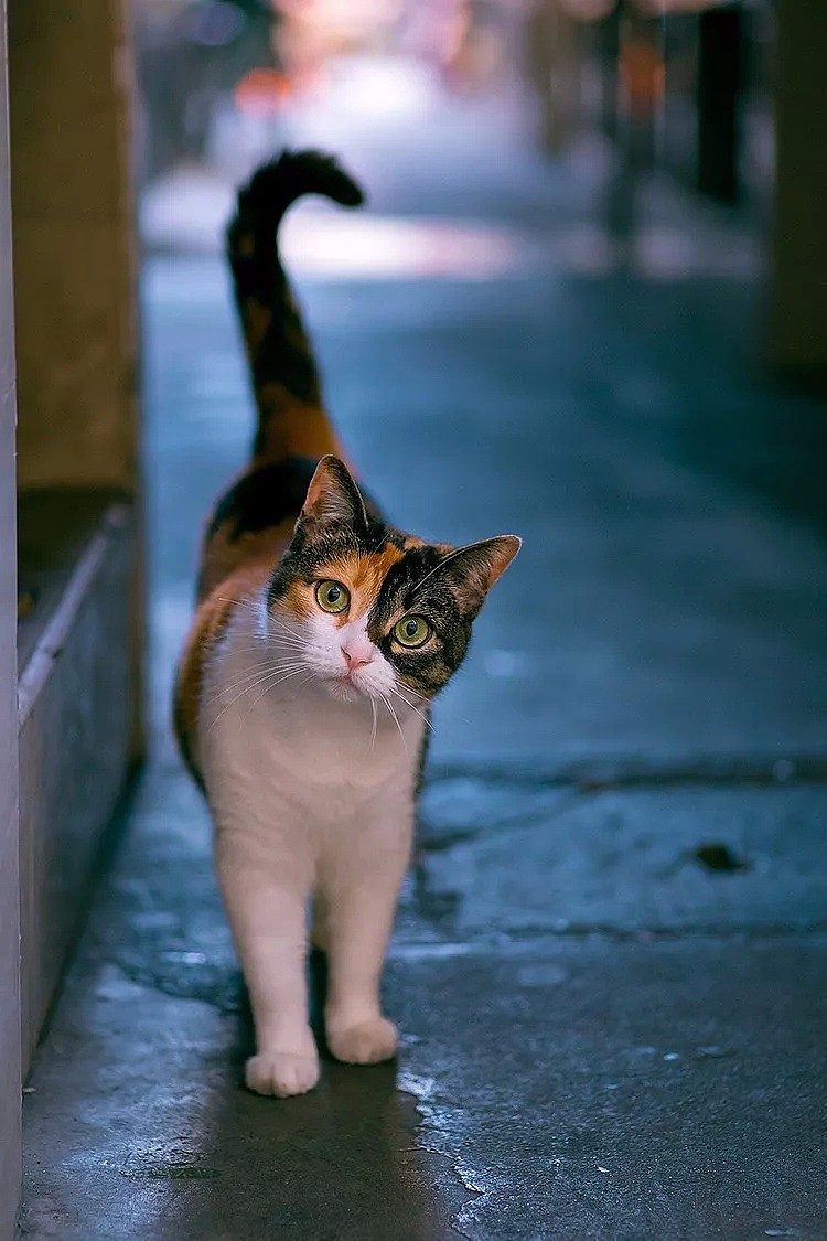 中国拍猫第一人：被央视点赞，走遍全国拍猫6年，拍下4万多张“猫片”，网友：太治愈了！（视频/组图） - 8