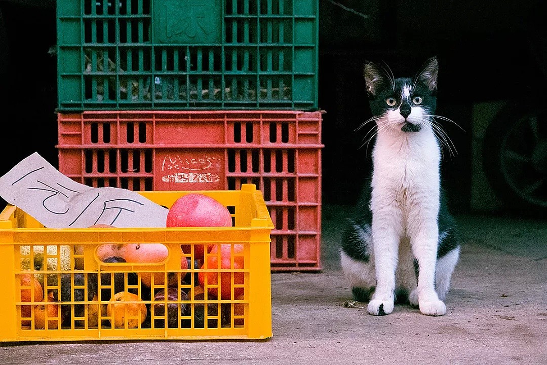 中国拍猫第一人：被央视点赞，走遍全国拍猫6年，拍下4万多张“猫片”，网友：太治愈了！（视频/组图） - 12
