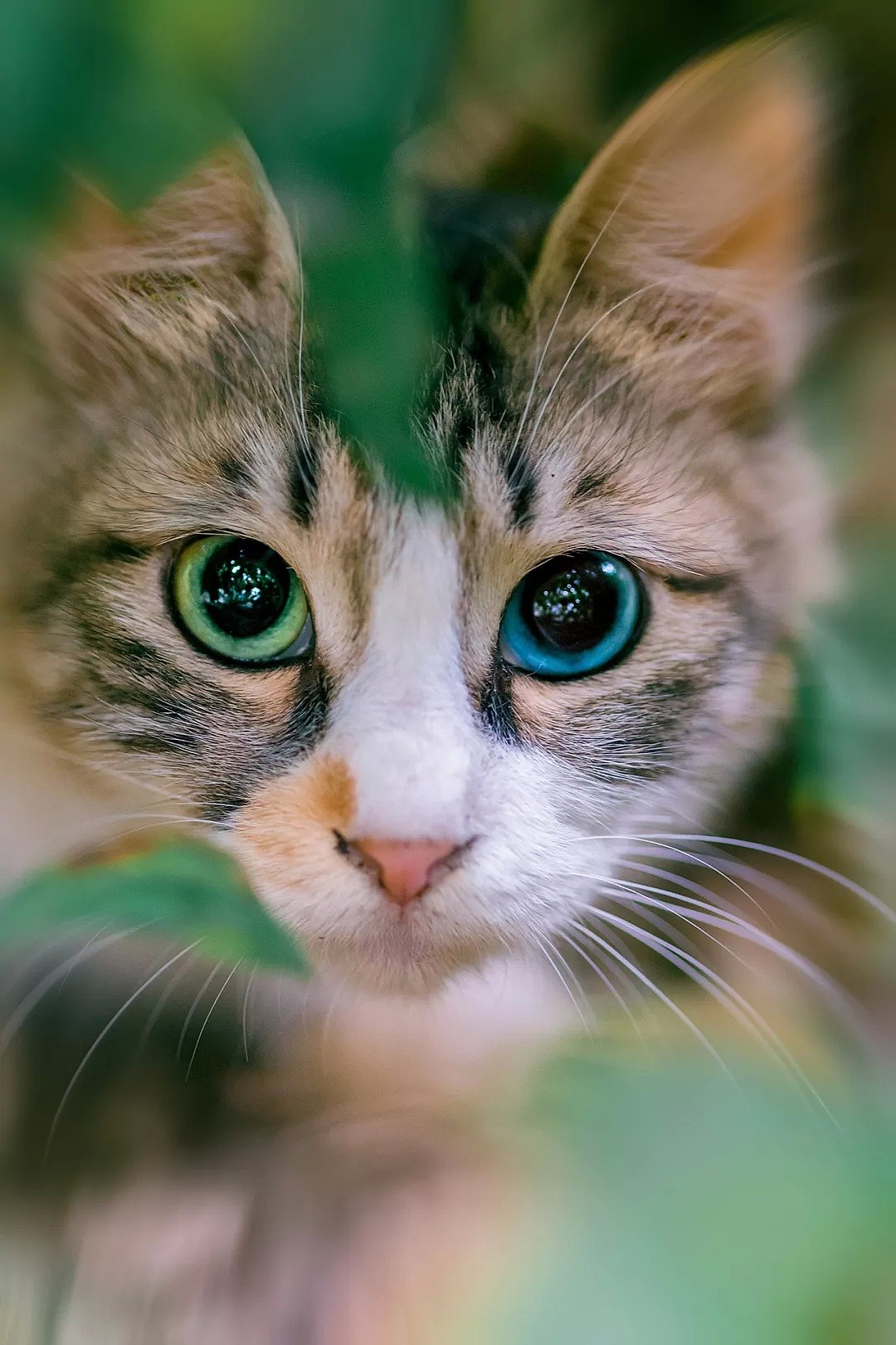 中国拍猫第一人：被央视点赞，走遍全国拍猫6年，拍下4万多张“猫片”，网友：太治愈了！（视频/组图） - 13