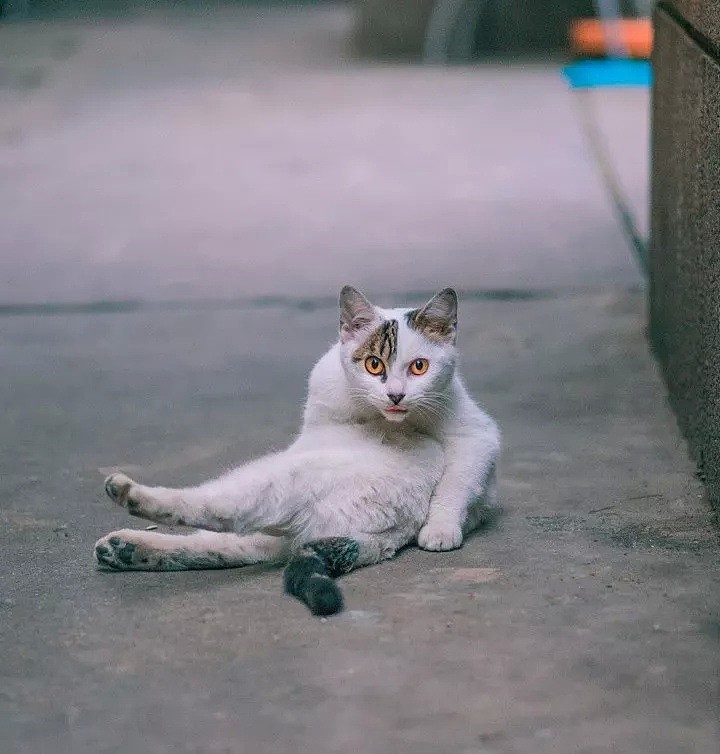 中国拍猫第一人：被央视点赞，走遍全国拍猫6年，拍下4万多张“猫片”，网友：太治愈了！（视频/组图） - 17