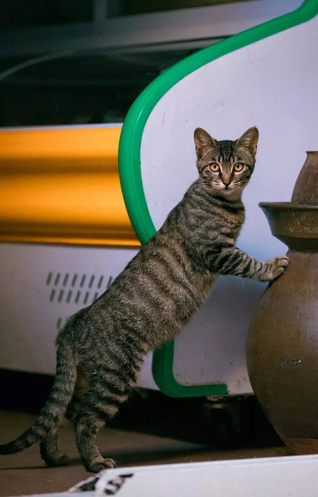 中国拍猫第一人：被央视点赞，走遍全国拍猫6年，拍下4万多张“猫片”，网友：太治愈了！（视频/组图） - 22