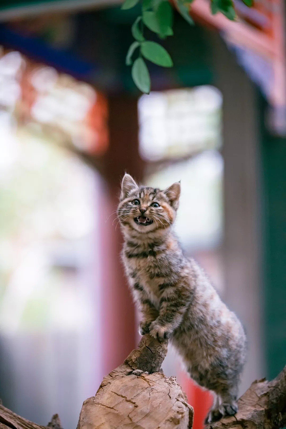 中国拍猫第一人：被央视点赞，走遍全国拍猫6年，拍下4万多张“猫片”，网友：太治愈了！（视频/组图） - 23