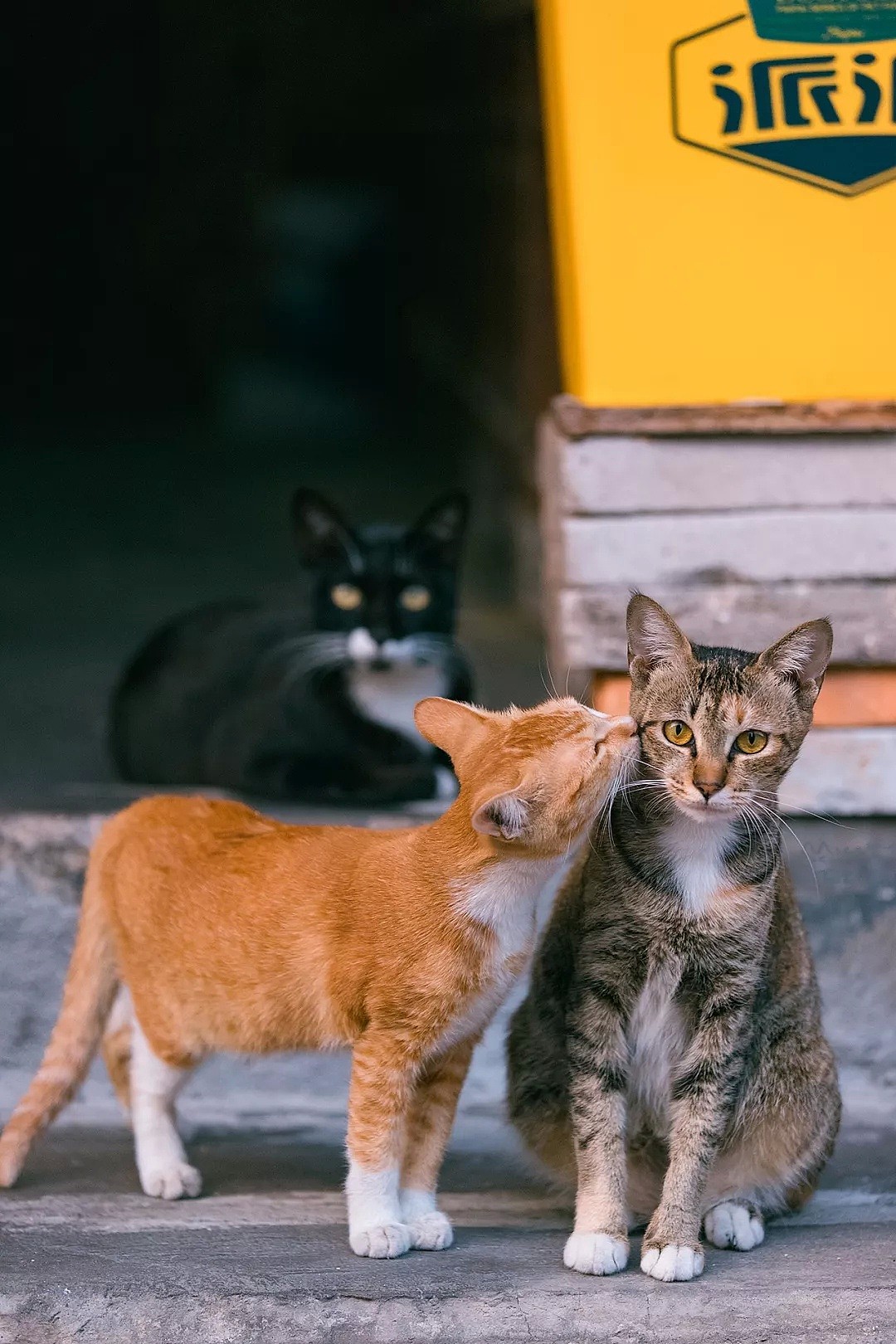 中国拍猫第一人：被央视点赞，走遍全国拍猫6年，拍下4万多张“猫片”，网友：太治愈了！（视频/组图） - 24