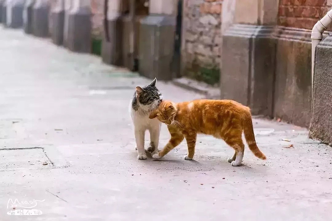中国拍猫第一人：被央视点赞，走遍全国拍猫6年，拍下4万多张“猫片”，网友：太治愈了！（视频/组图） - 27