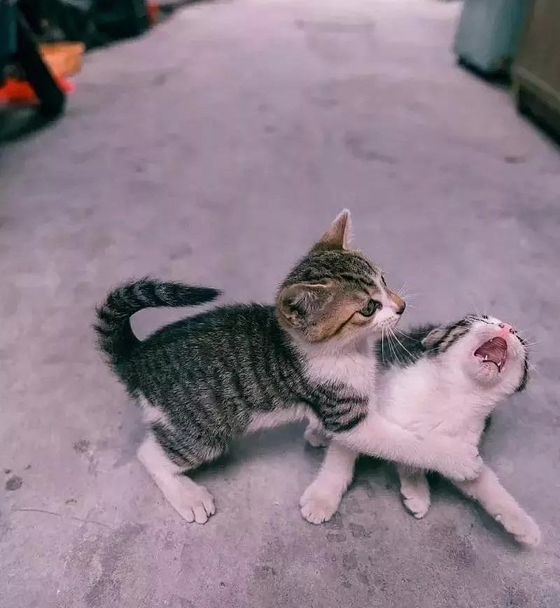 中国拍猫第一人：被央视点赞，走遍全国拍猫6年，拍下4万多张“猫片”，网友：太治愈了！（视频/组图） - 28