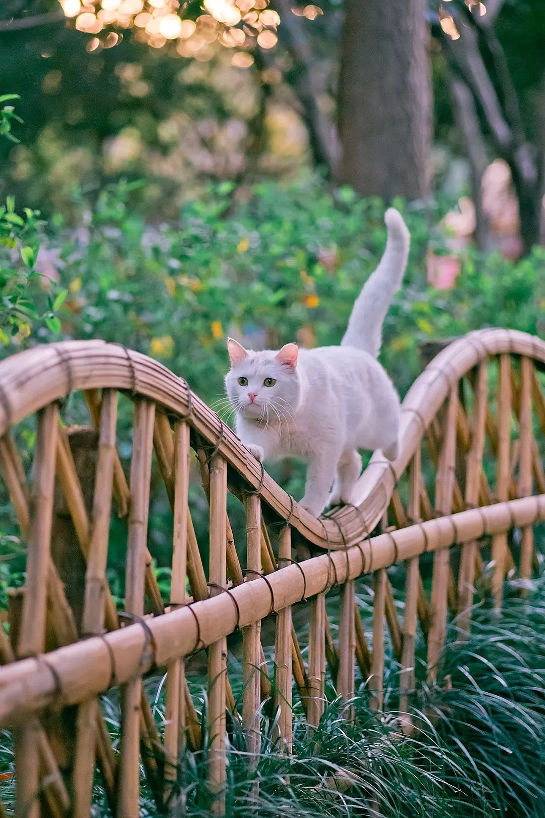 中国拍猫第一人：被央视点赞，走遍全国拍猫6年，拍下4万多张“猫片”，网友：太治愈了！（视频/组图） - 37