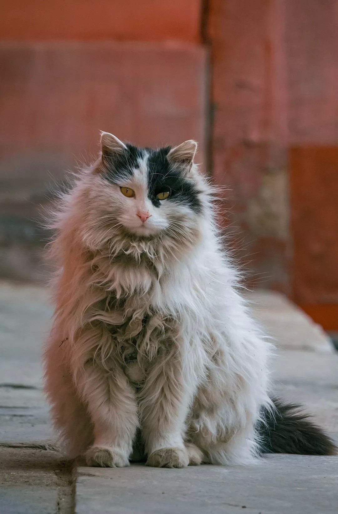 中国拍猫第一人：被央视点赞，走遍全国拍猫6年，拍下4万多张“猫片”，网友：太治愈了！（视频/组图） - 44