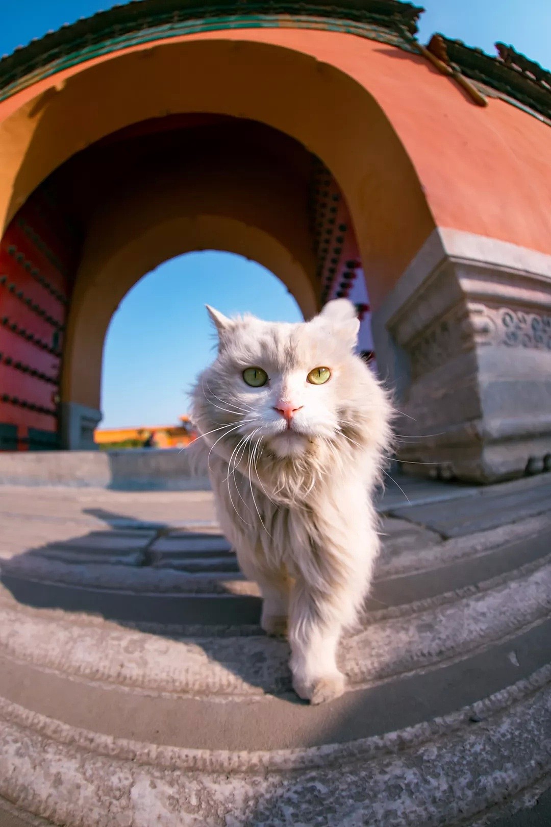 中国拍猫第一人：被央视点赞，走遍全国拍猫6年，拍下4万多张“猫片”，网友：太治愈了！（视频/组图） - 45