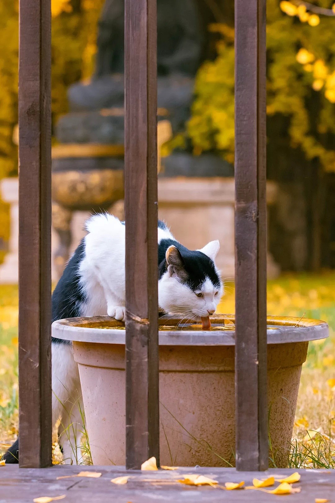 中国拍猫第一人：被央视点赞，走遍全国拍猫6年，拍下4万多张“猫片”，网友：太治愈了！（视频/组图） - 48