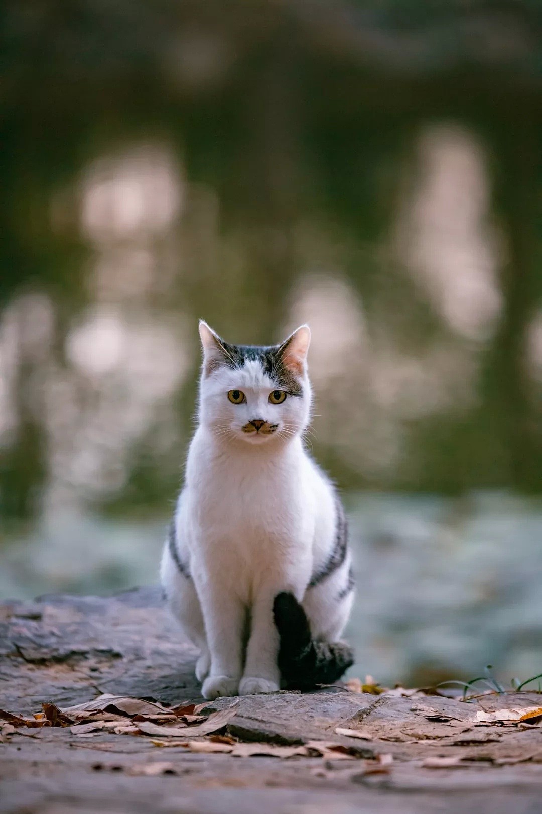 中国拍猫第一人：被央视点赞，走遍全国拍猫6年，拍下4万多张“猫片”，网友：太治愈了！（视频/组图） - 49