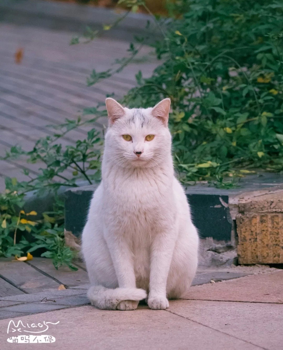 中国拍猫第一人：被央视点赞，走遍全国拍猫6年，拍下4万多张“猫片”，网友：太治愈了！（视频/组图） - 50