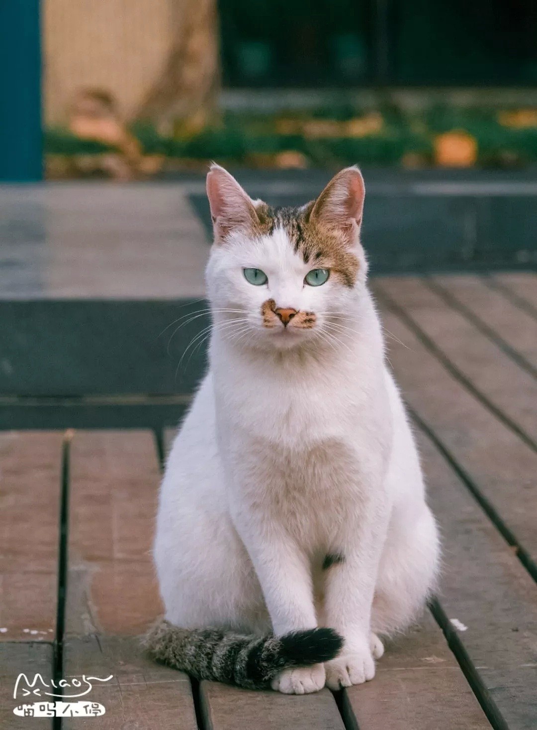 中国拍猫第一人：被央视点赞，走遍全国拍猫6年，拍下4万多张“猫片”，网友：太治愈了！（视频/组图） - 52