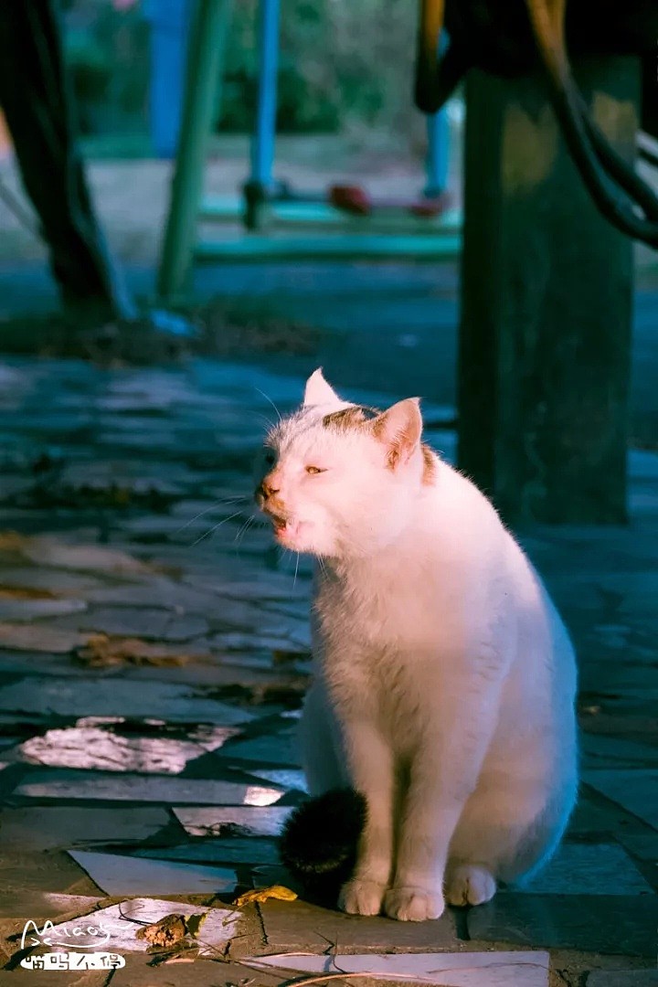 中国拍猫第一人：被央视点赞，走遍全国拍猫6年，拍下4万多张“猫片”，网友：太治愈了！（视频/组图） - 53