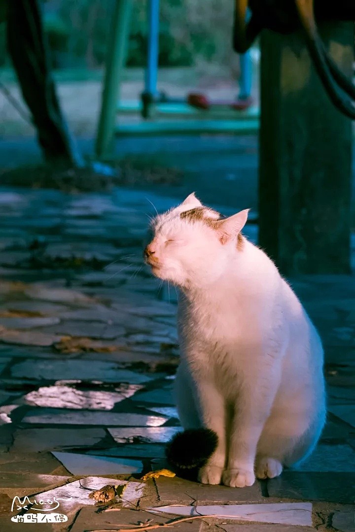 中国拍猫第一人：被央视点赞，走遍全国拍猫6年，拍下4万多张“猫片”，网友：太治愈了！（视频/组图） - 54