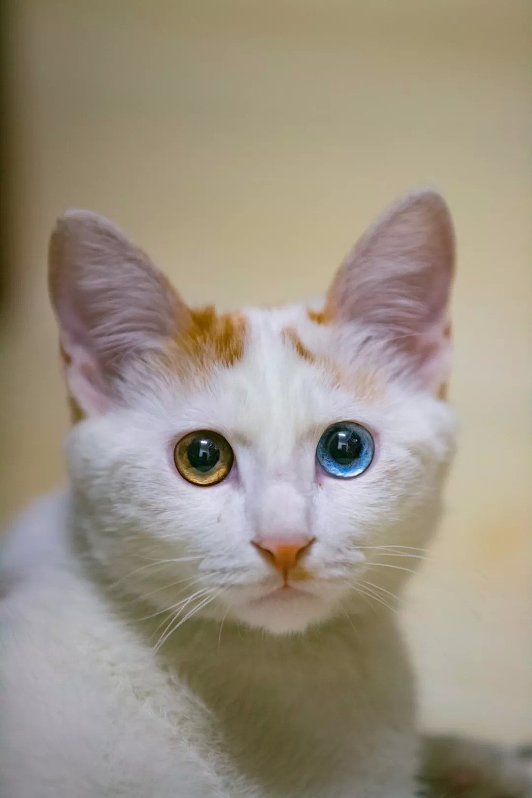 中国拍猫第一人：被央视点赞，走遍全国拍猫6年，拍下4万多张“猫片”，网友：太治愈了！（视频/组图） - 57