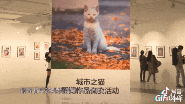 中国拍猫第一人：被央视点赞，走遍全国拍猫6年，拍下4万多张“猫片”，网友：太治愈了！（视频/组图） - 65
