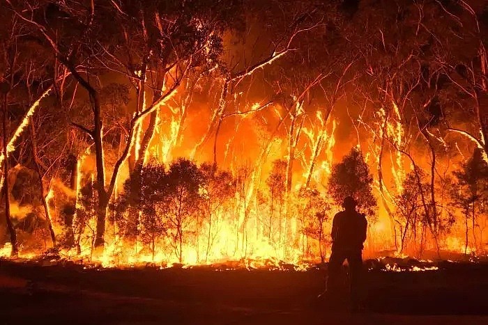 专家称山火造成的森林破坏恐怕很难恢复，上亿吨二氧化碳恐几十年难以被吸收！ - 3