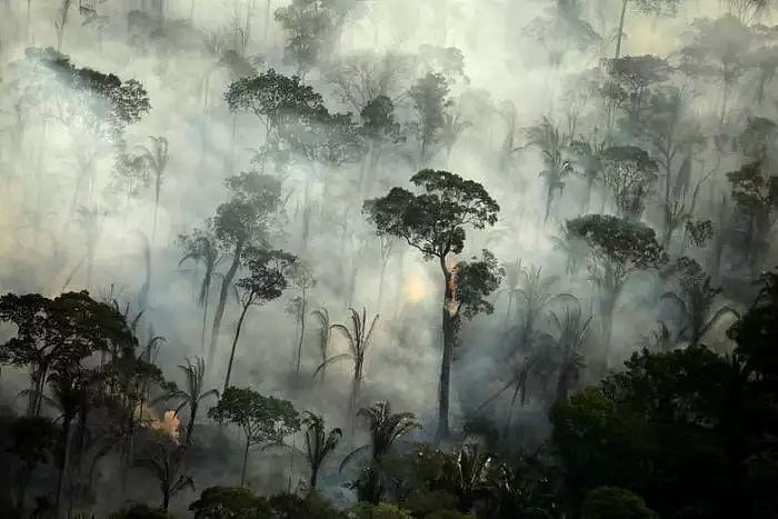 专家称山火造成的森林破坏恐怕很难恢复，上亿吨二氧化碳恐几十年难以被吸收！ - 5