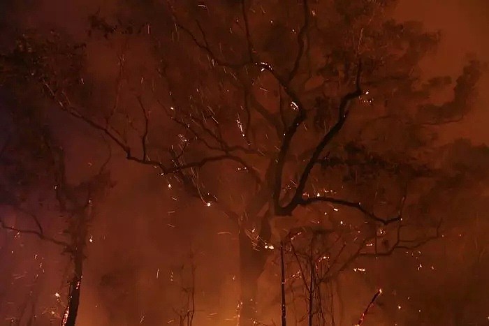专家称山火造成的森林破坏恐怕很难恢复，上亿吨二氧化碳恐几十年难以被吸收！ - 6