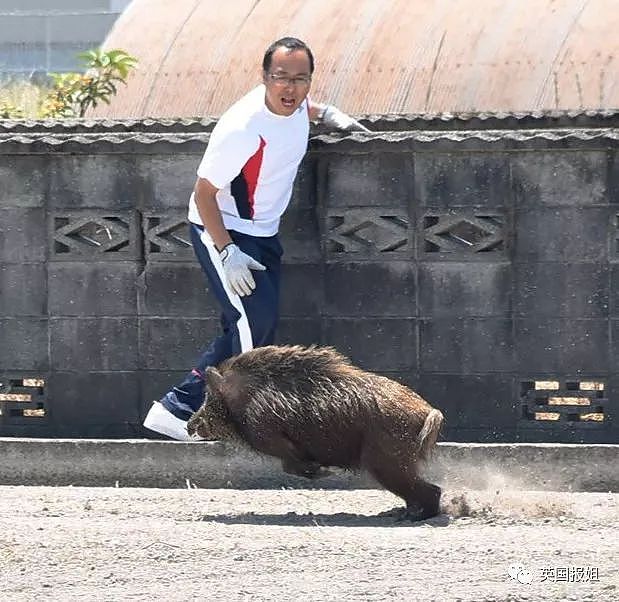 野猪入侵日本城镇上演“人猪大战”，人类要输了？（组图） - 16