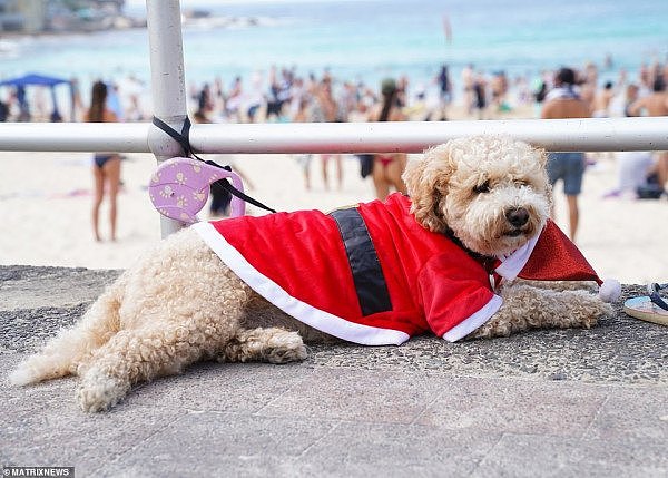 大批悉尼人涌向Bondi Beach！比基尼美女超抢眼，圣诞节气息满满！（组图） - 11