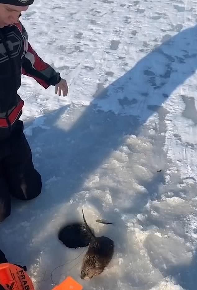 美国大学生湖面冰钓，钓上来一只大“老鼠”，细看竟然是个貂儿（组图） - 1