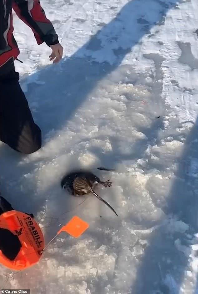 美国大学生湖面冰钓，钓上来一只大“老鼠”，细看竟然是个貂儿（组图） - 3